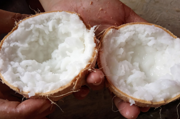 Coconut Meat