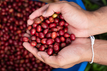 Indonesian coffee beans export